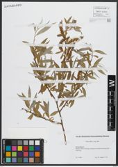 Foto von Salix alba subsp. alba L.